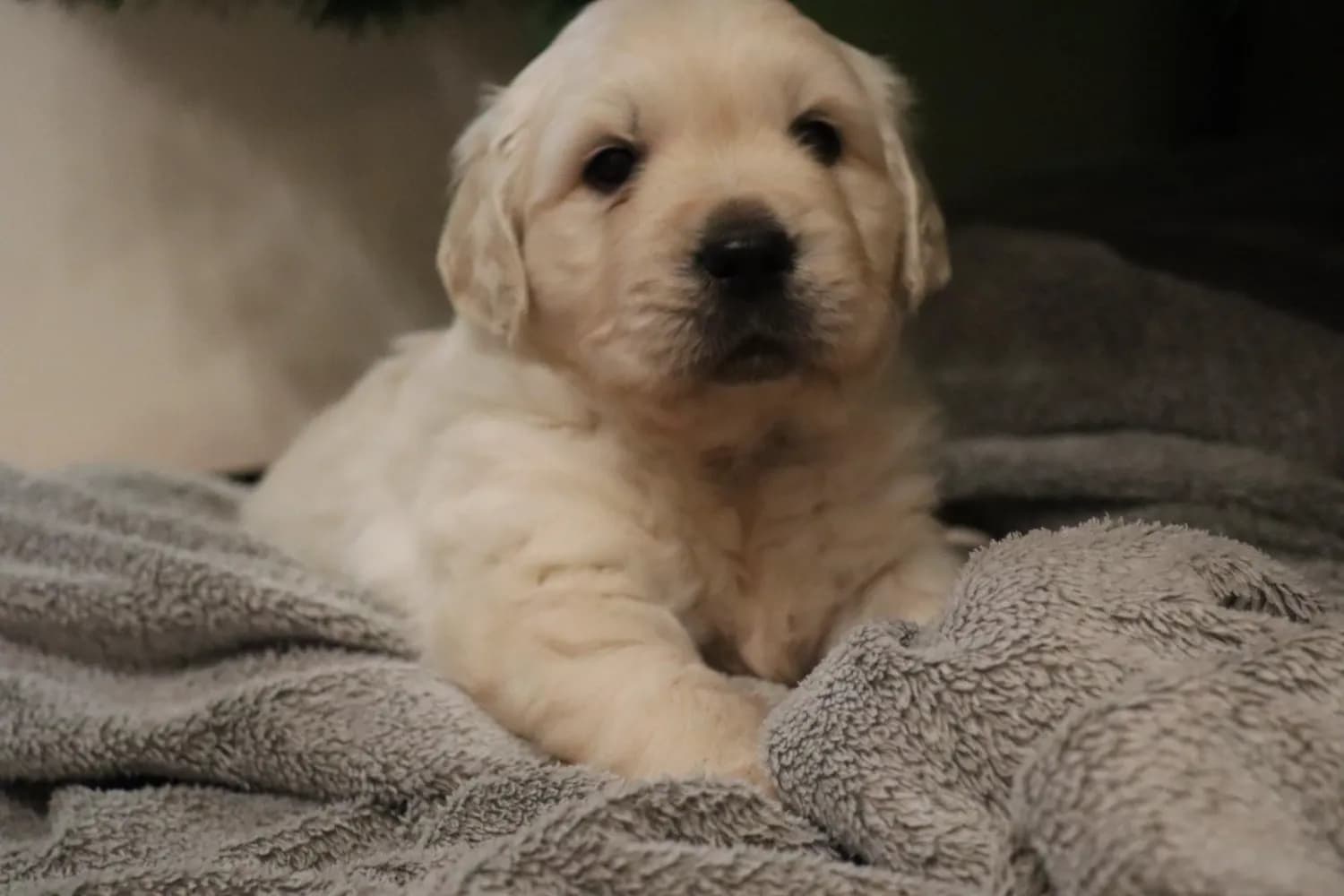 steniatka-zlaty-retriever