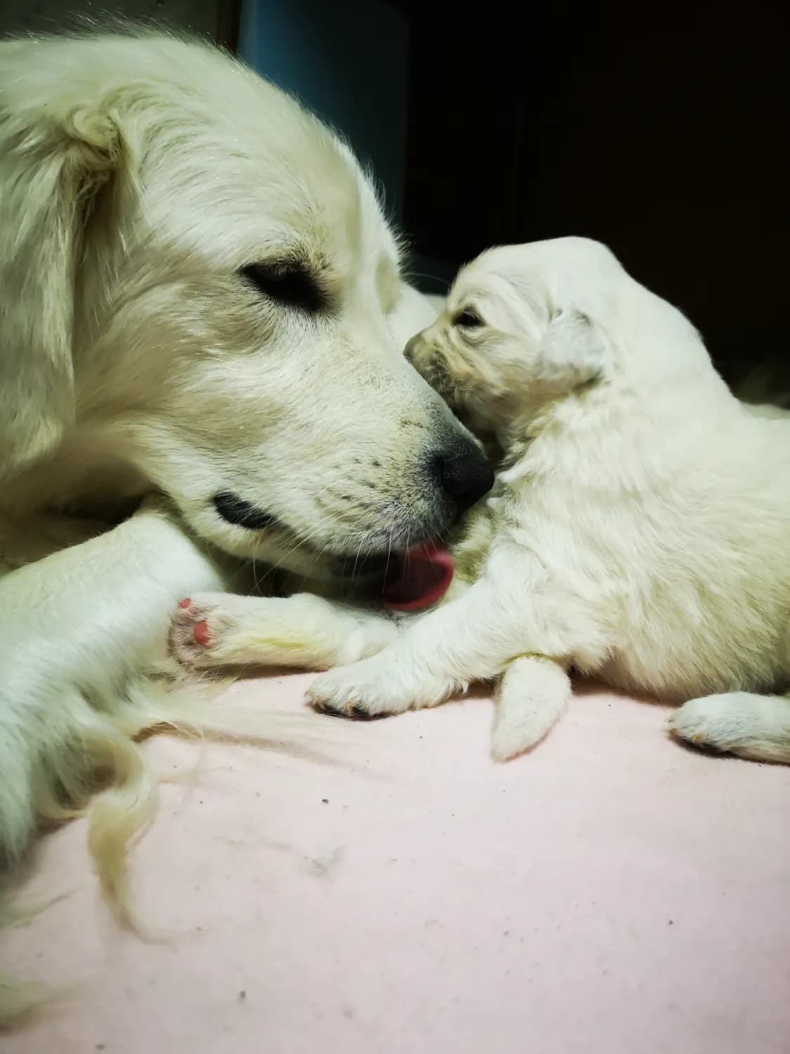 slovensky-cuvac-steniatka-s-pp