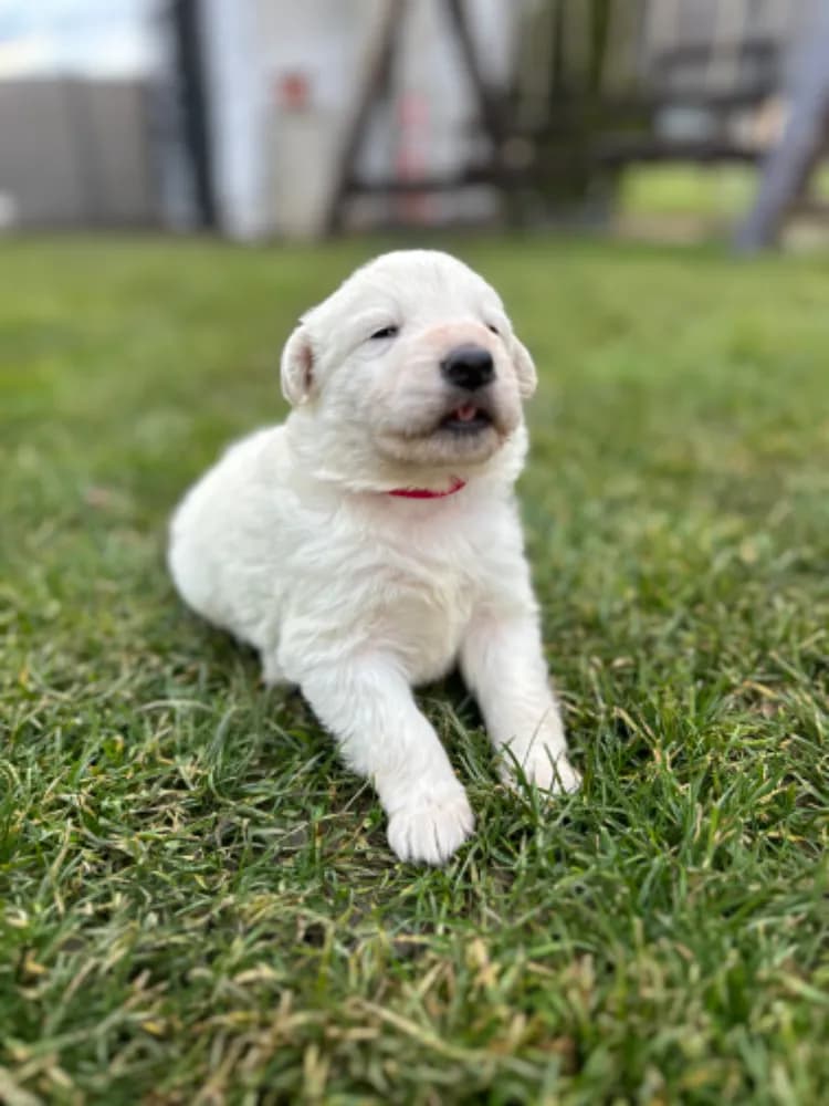 biely-svajciarsky-ovciak