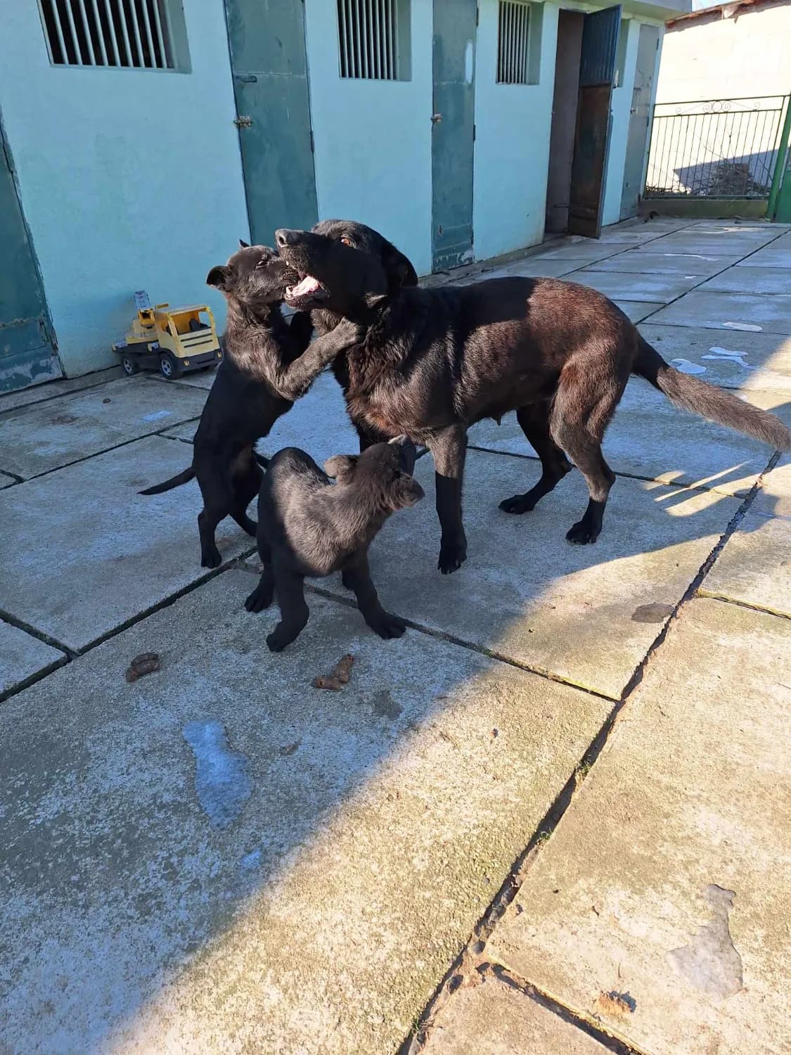 sceniata-nemeckiej-ovcarki