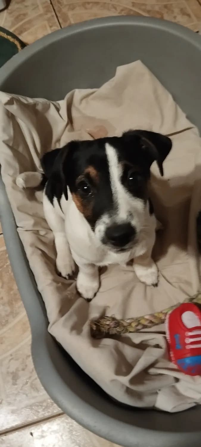 predam-steniatka-jrt