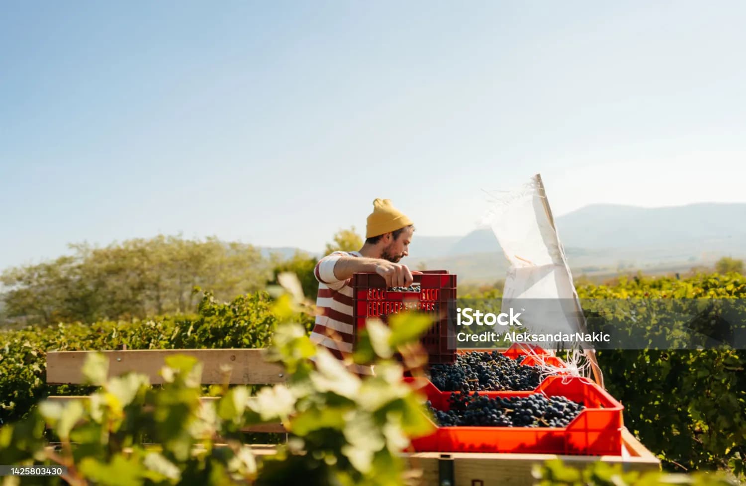 pracovnik-vo-vinarstve-v-nemecku-ubytovanie-zabezpecene-bez-poplatkov