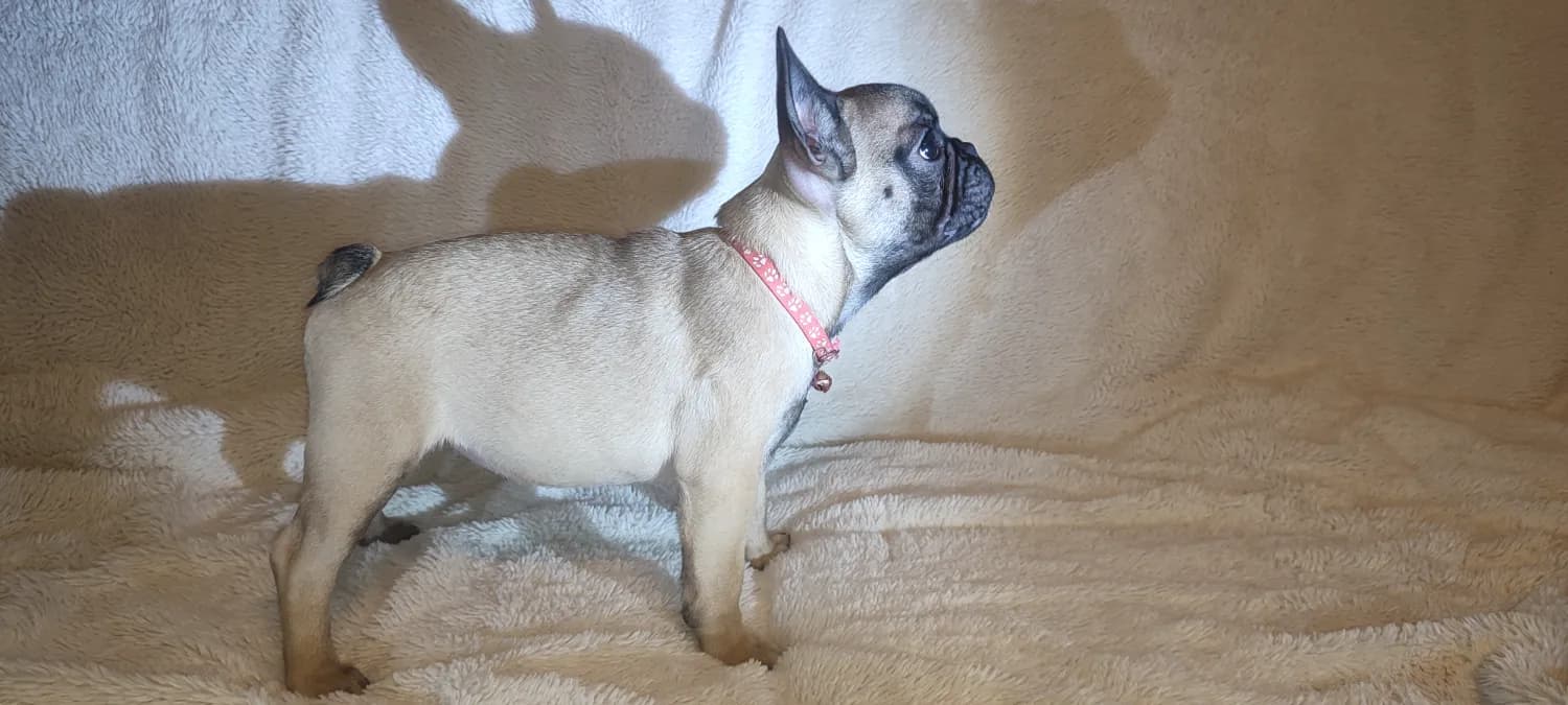 francuzsky-buldocek-s-pp