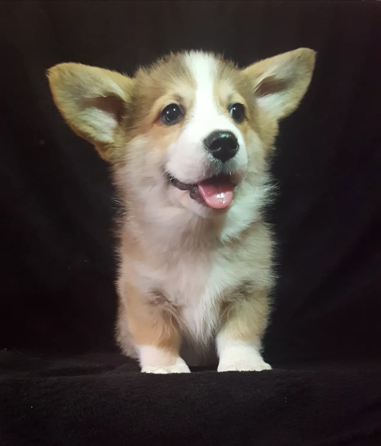 welsh-corgi-pembroke