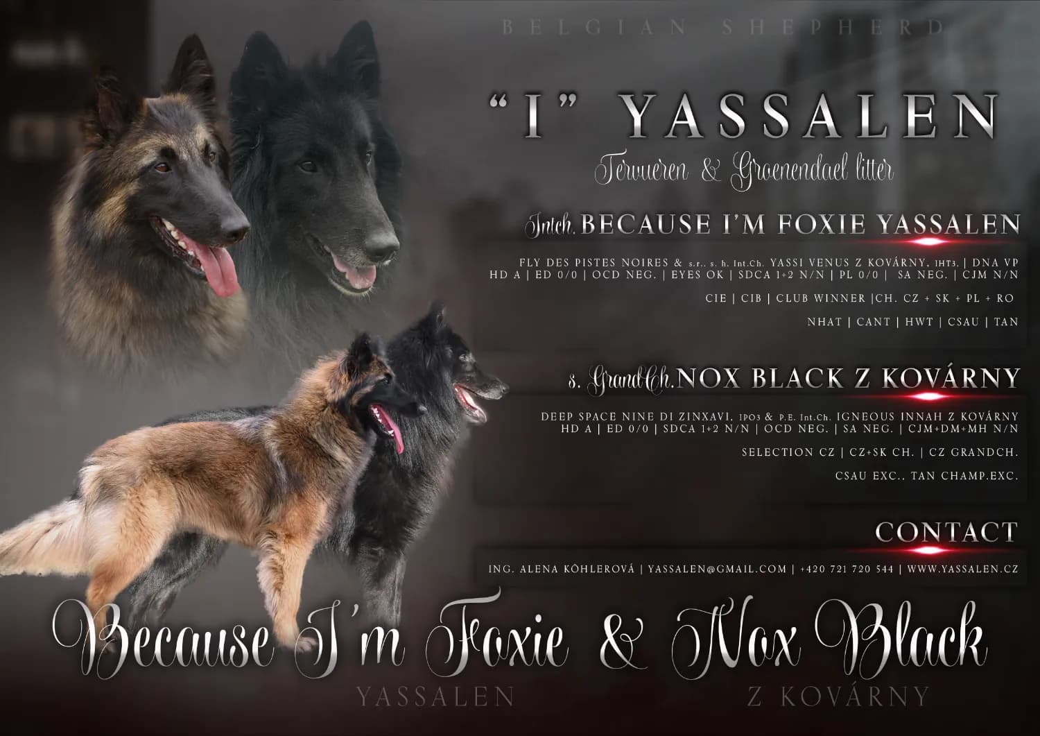 belgicky-ovciak-tervueren-a-groenendael-steniatka-s-pp