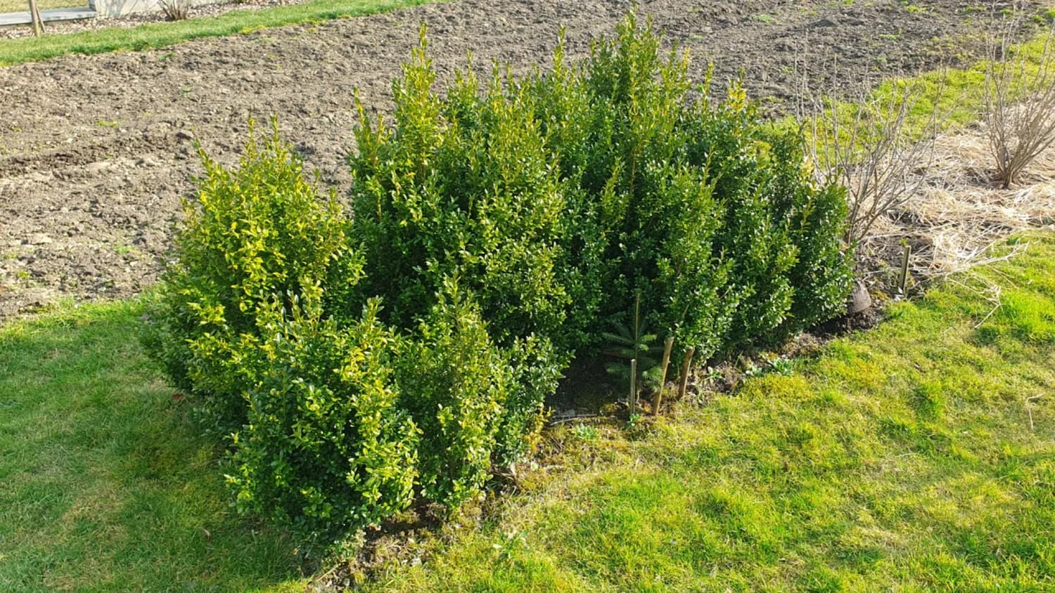 buxus-kruspan-50cm-100cm