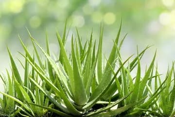 predaj-aloe-vera