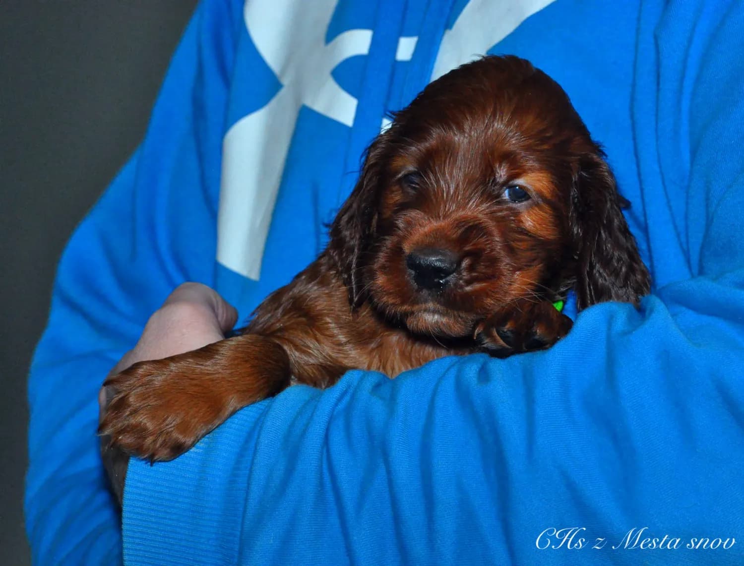 irsky-seter-s-pp-fci