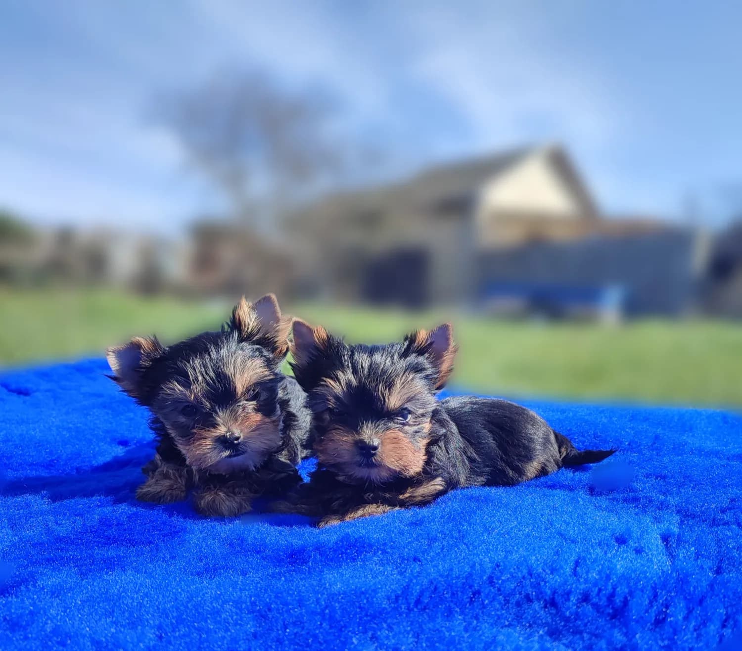 Yorkshire terrier - šteniatka s rodokmeňom - 1