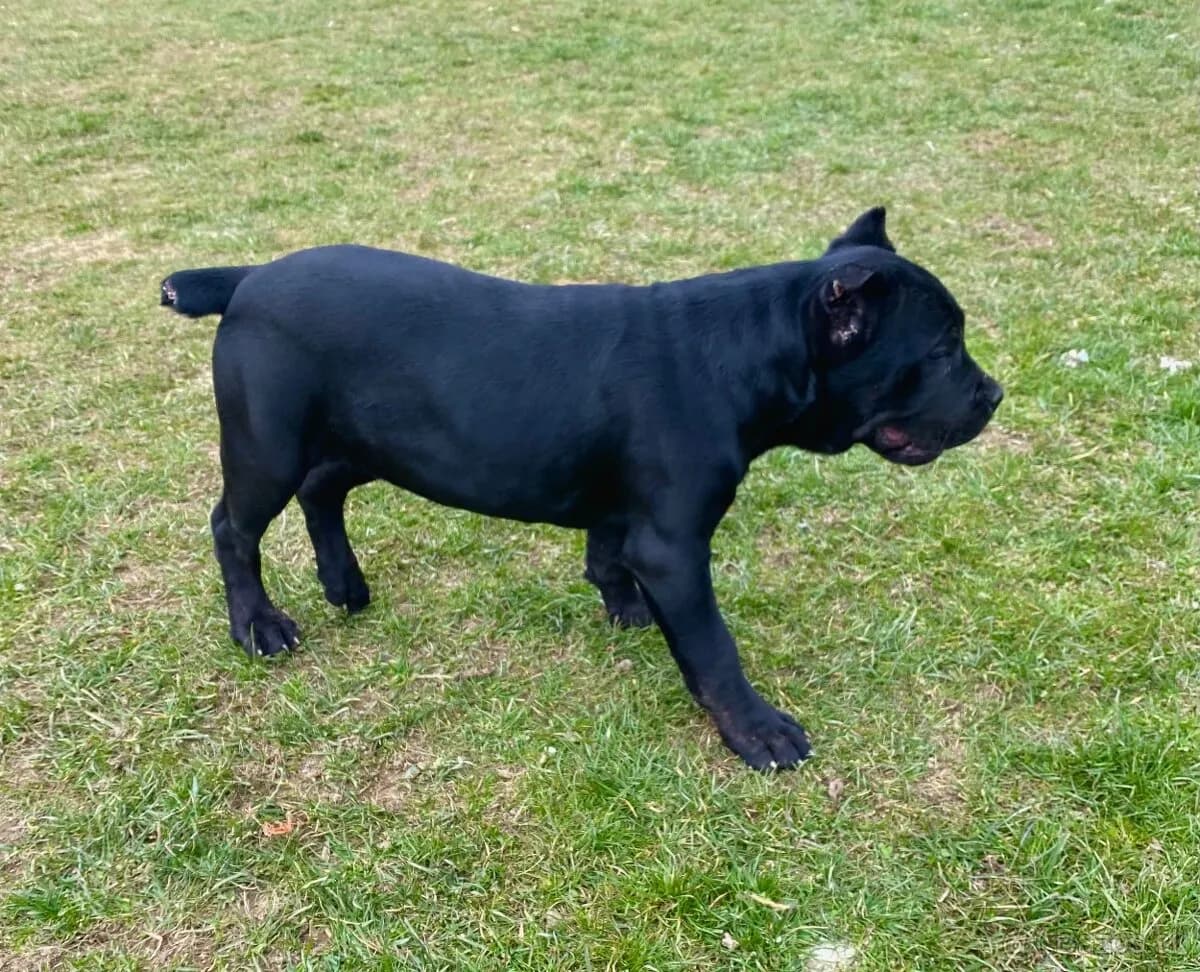 steniatka-cane-corso
