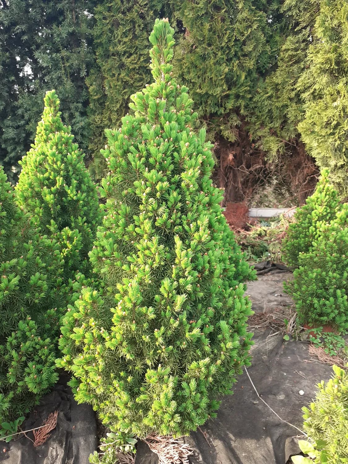 picea-glauca