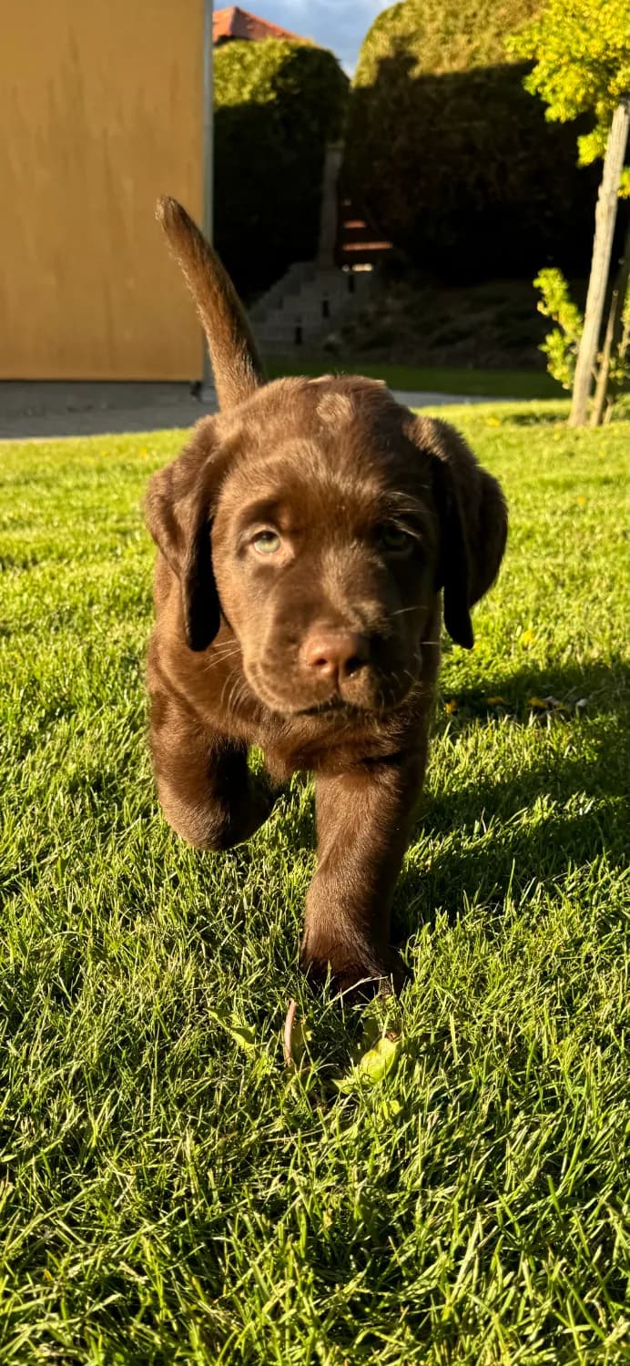 stene-labradora-s-prukazem-puvodu-cokoladovy-pejsek