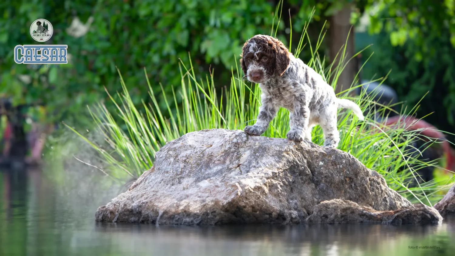 lagotto-romagnolo