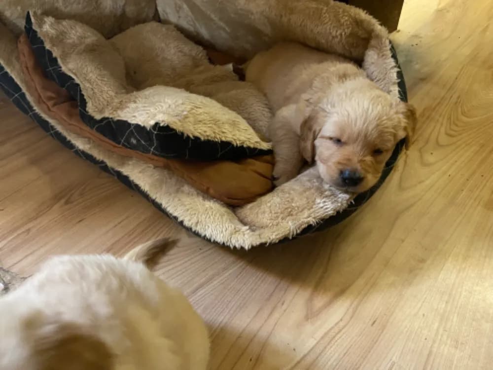 steniatka-zlateho-retrievera