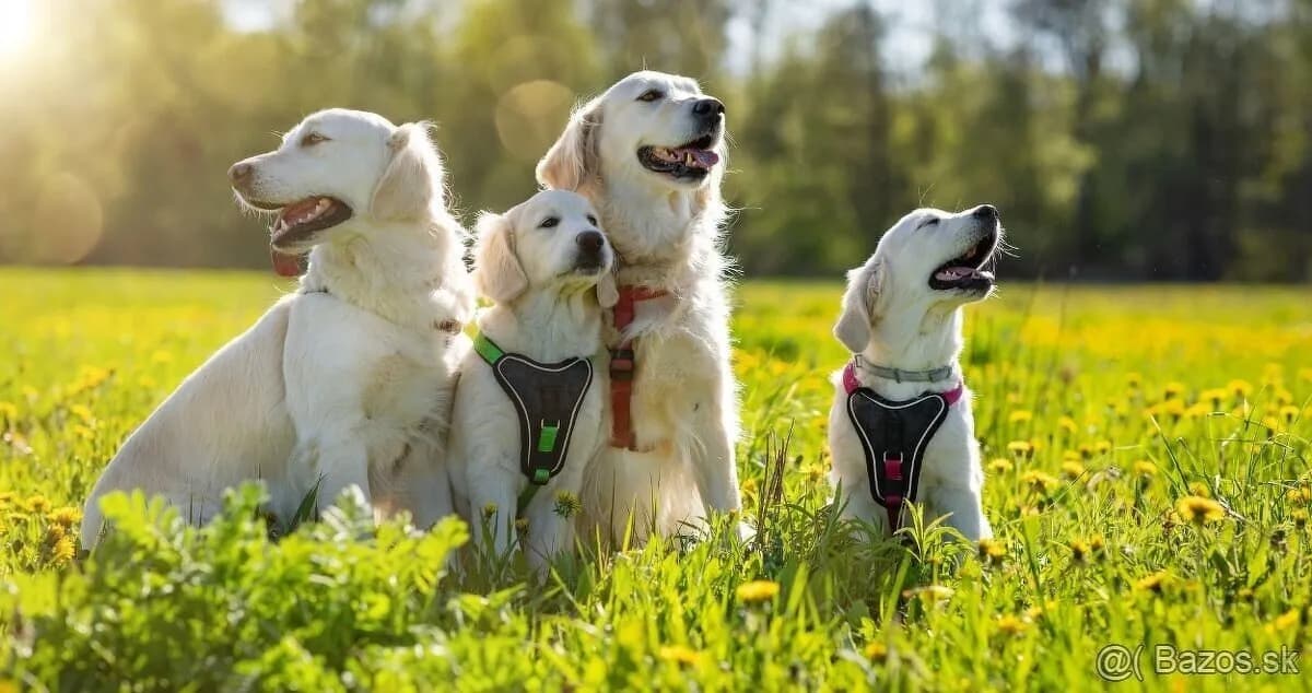 zlaty-retriever-s-pp