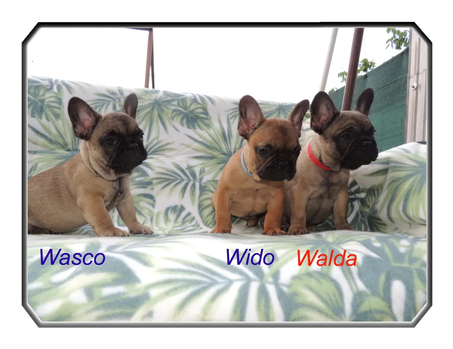 francuzsky-buldocek-s-pp