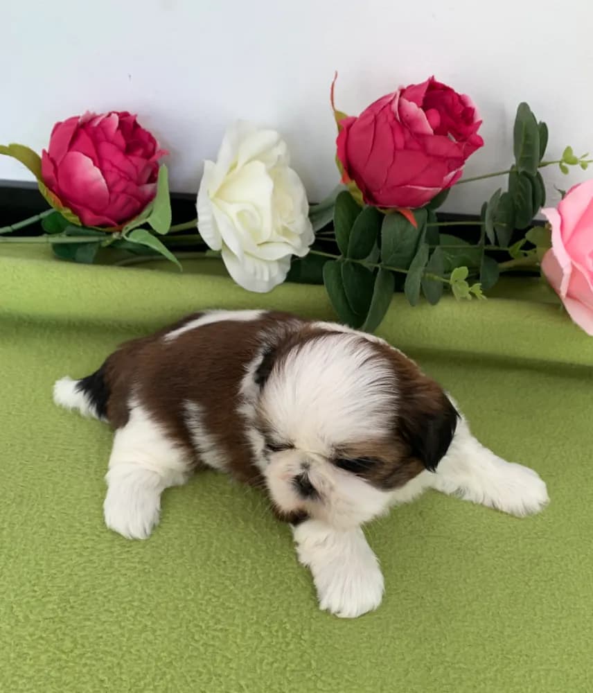 stenata-shihtzu