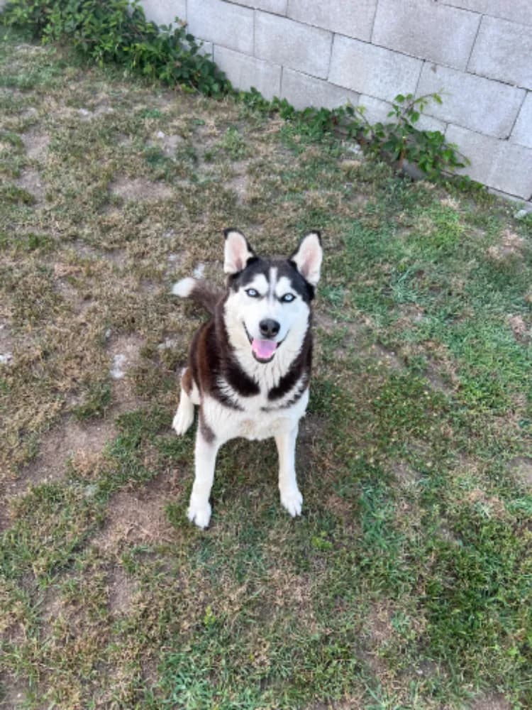 darujem-sibirsky-husky