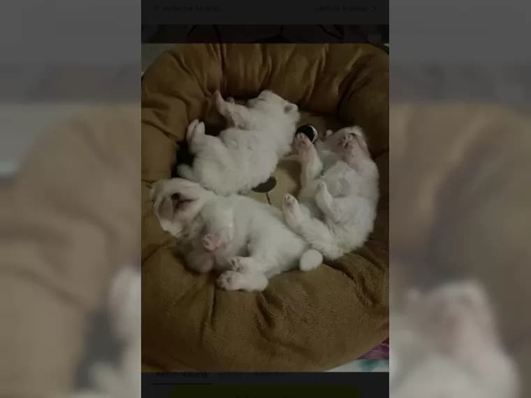 pomoranske-steniatka