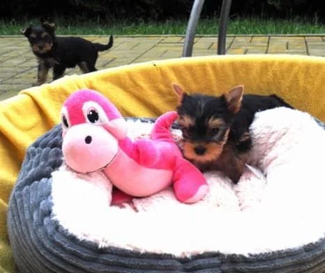 jorksirsky-terier-stenatka