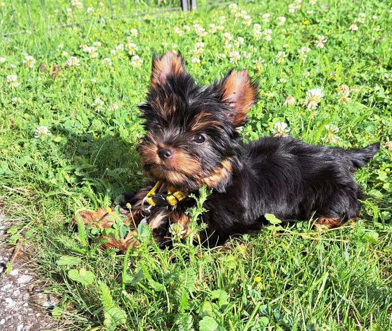 yorkshirsky-terier-s-pp