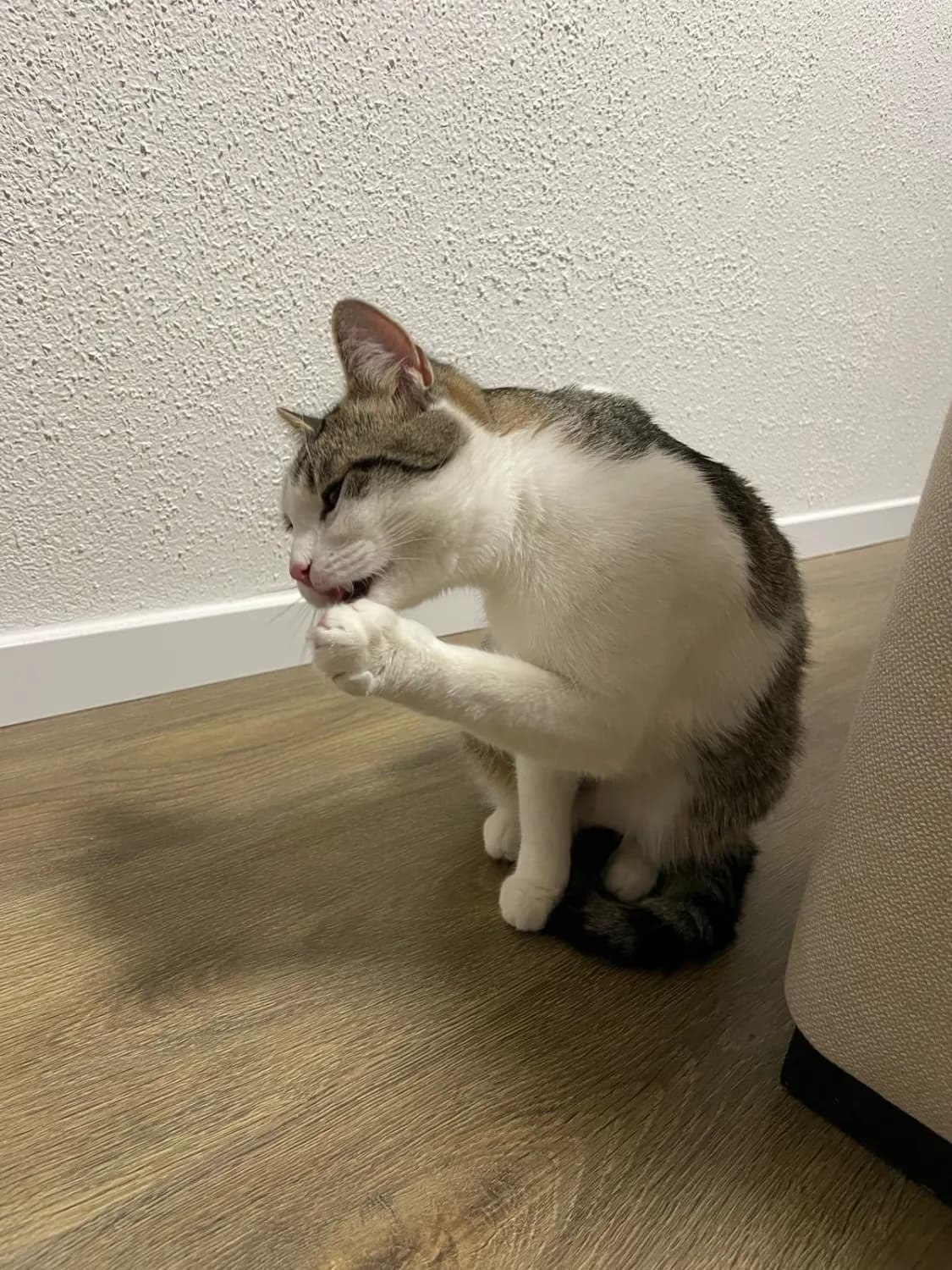 kocurik