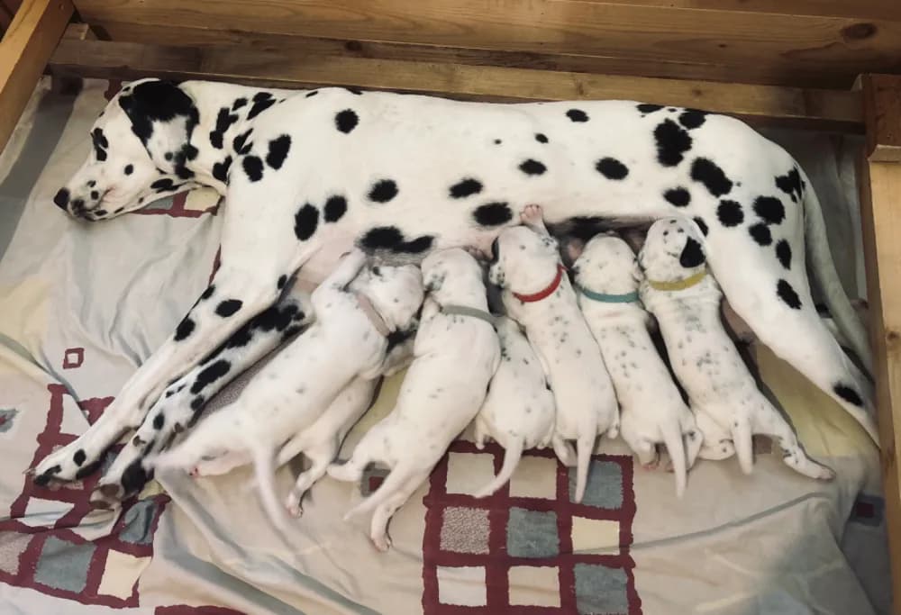 dalmatinsky-pes-s-pp