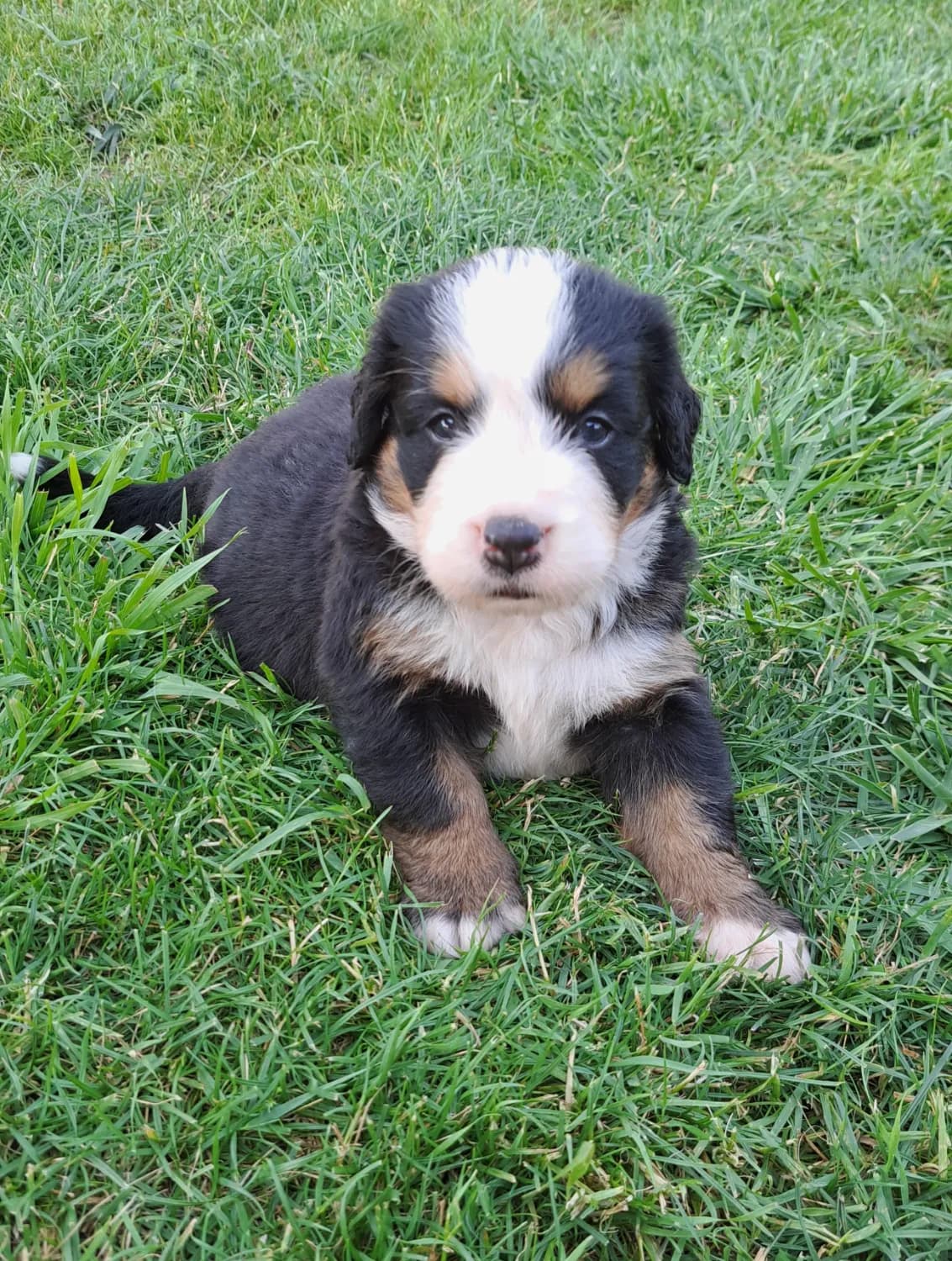 bernsky-salasnicky-pes-steniatka