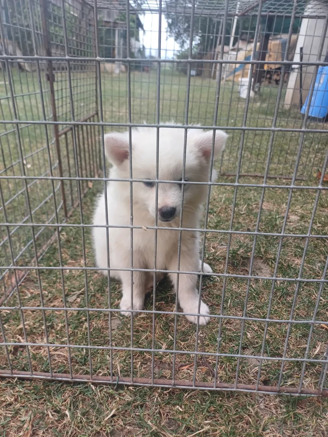 predam-steniatko-psika-biely-nemecky-spic-stredny