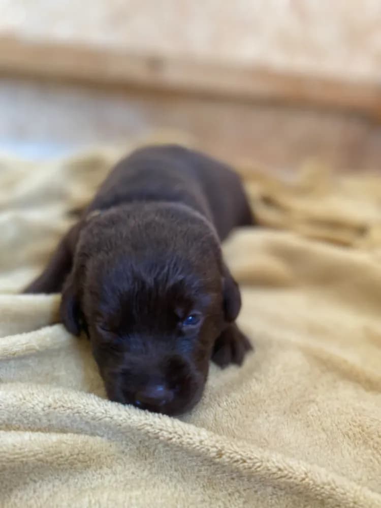 cokoladove-stenatka-labradora-s-pp