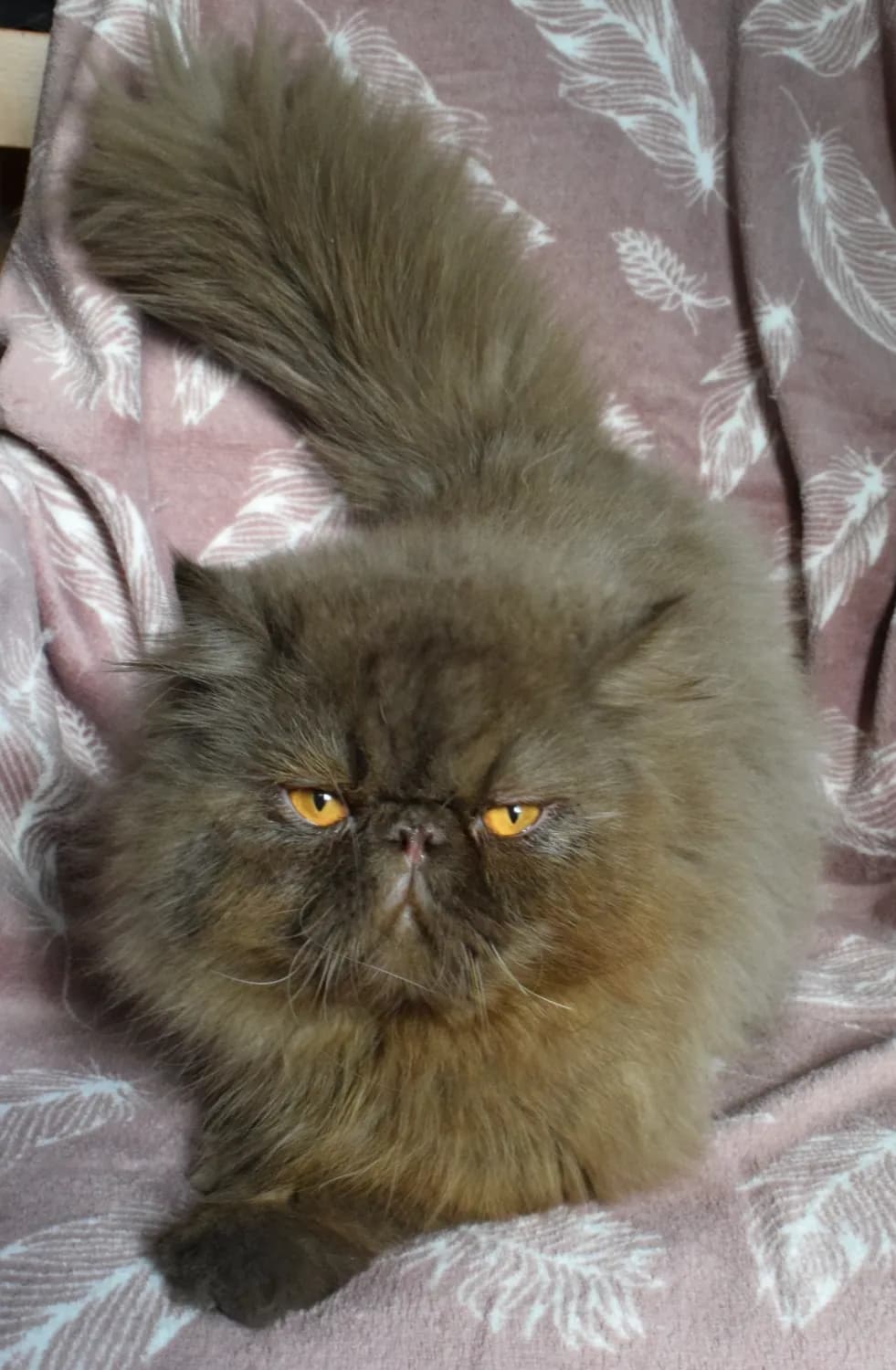 perzsky-kocur-s-pp