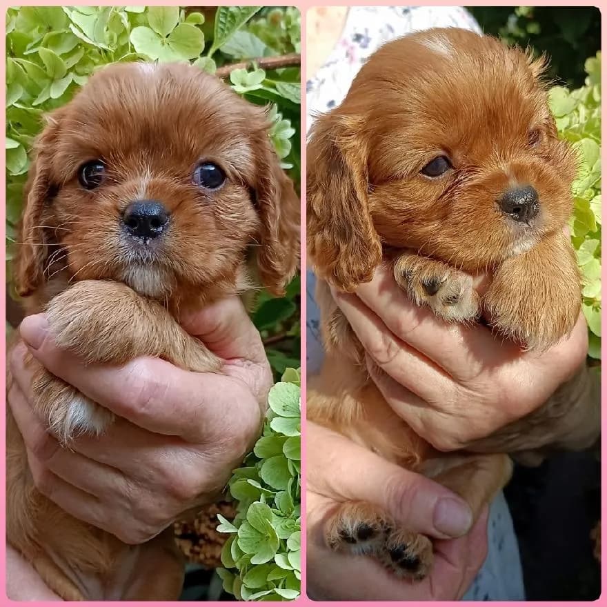 kavalir-king-charles-spanel