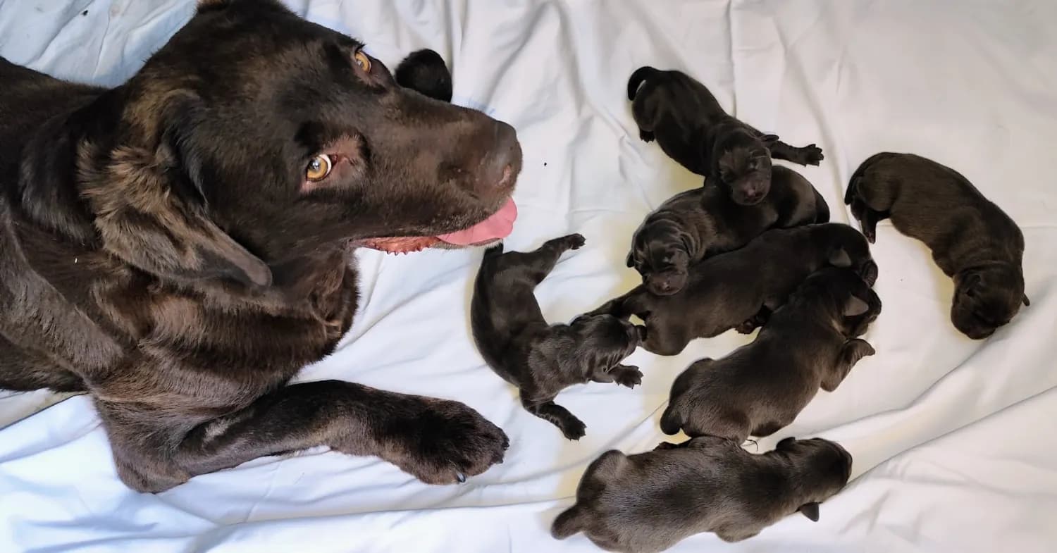 labradorsky-retriver