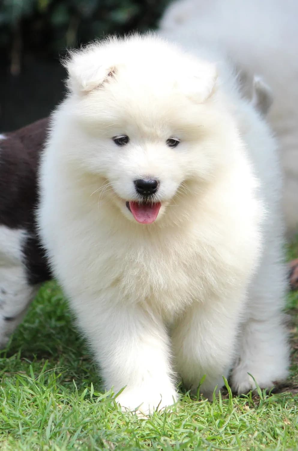 samojed-prodame-krasna-stenata-s-pp