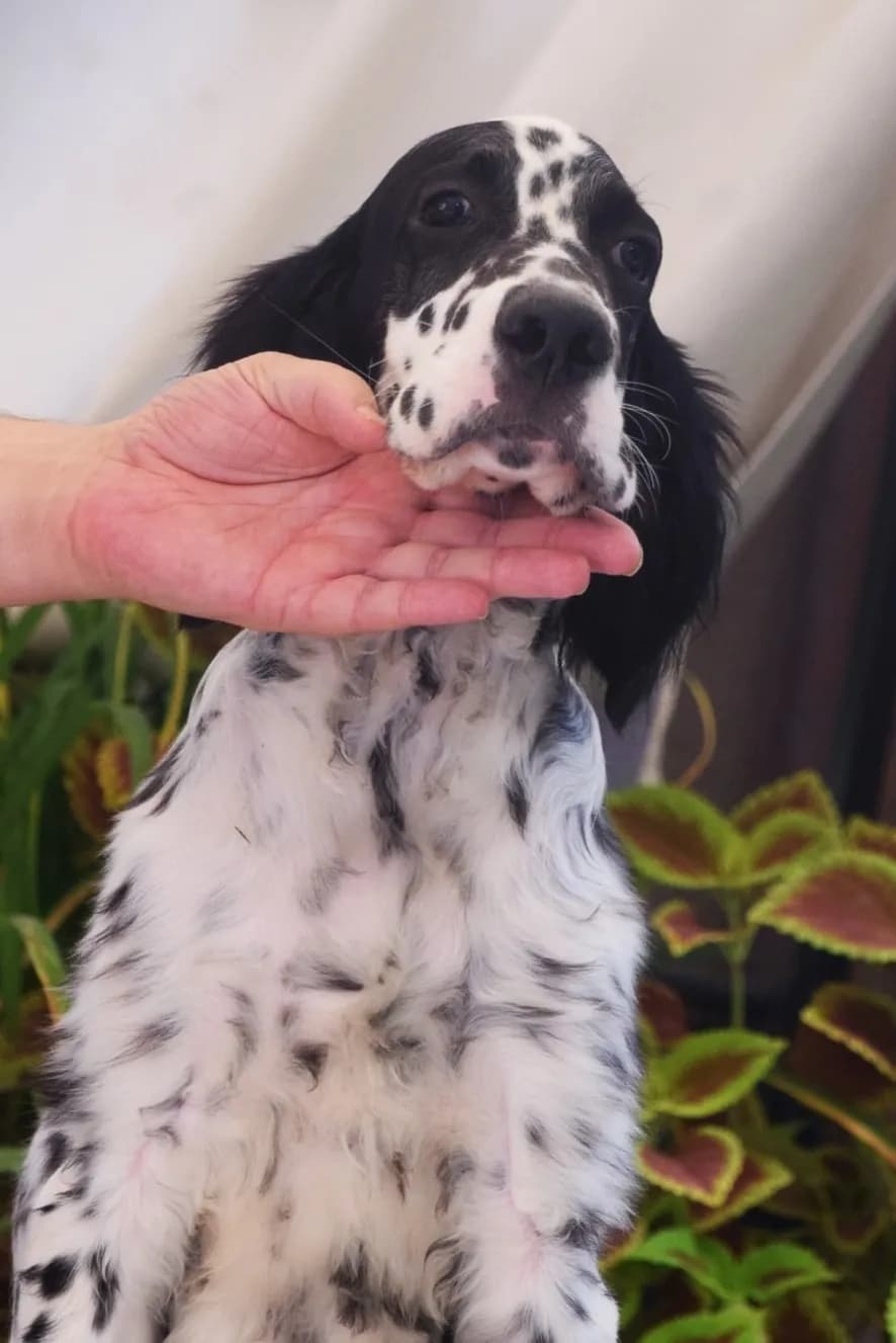 anglicky-seter-steniatka