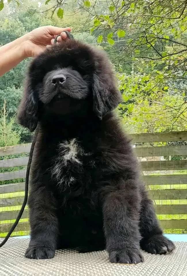 novofundlandsky-pes-stenata-s-pp