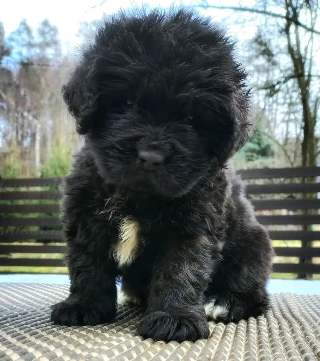 novofundlandsky-pes-stenata-s-pp