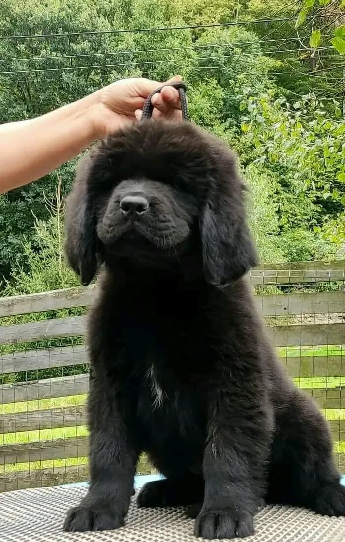 novofundlandsky-pes-stenata-s-pp