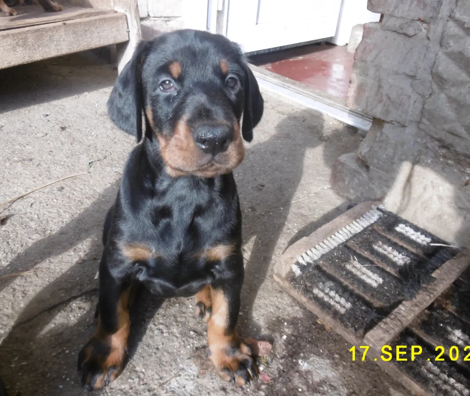 dobrman-nabizim-ihned-k-odberu-povahove-vyborna-i-velice-pekna-a-slibna-stenata-dobrmana-s-rodokmenen