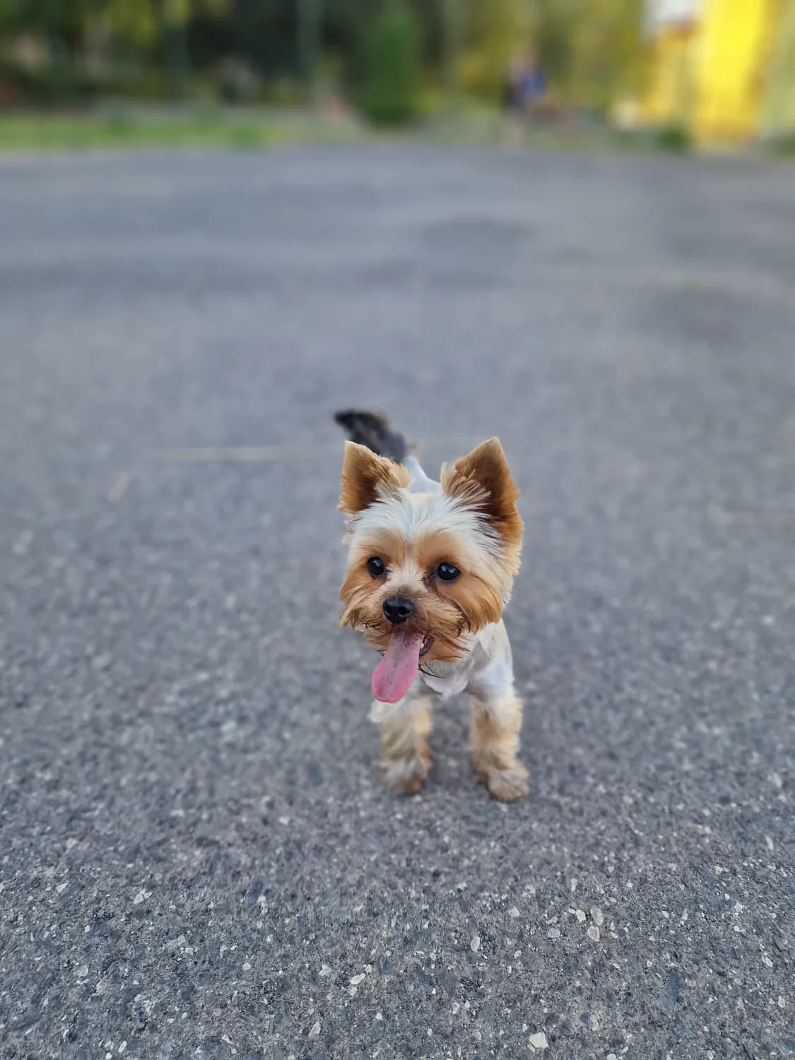 predam-cistokrvne-yorkshiry