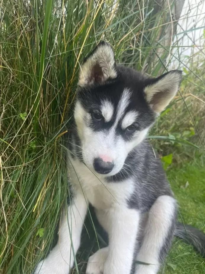 sibirsky-husky-stenata-na-prodej-bez-pp