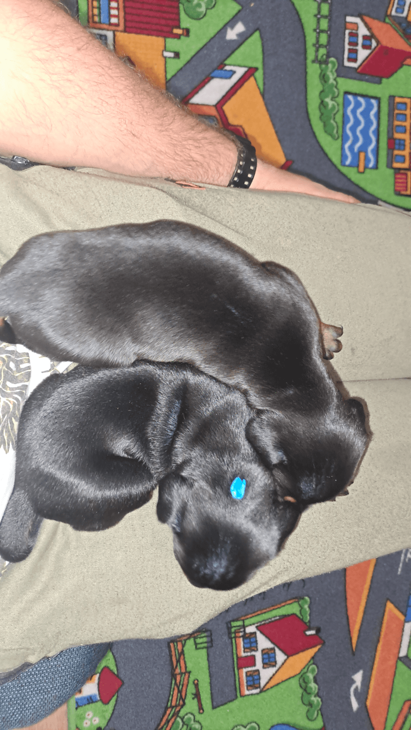 predam-stenata-dobermana