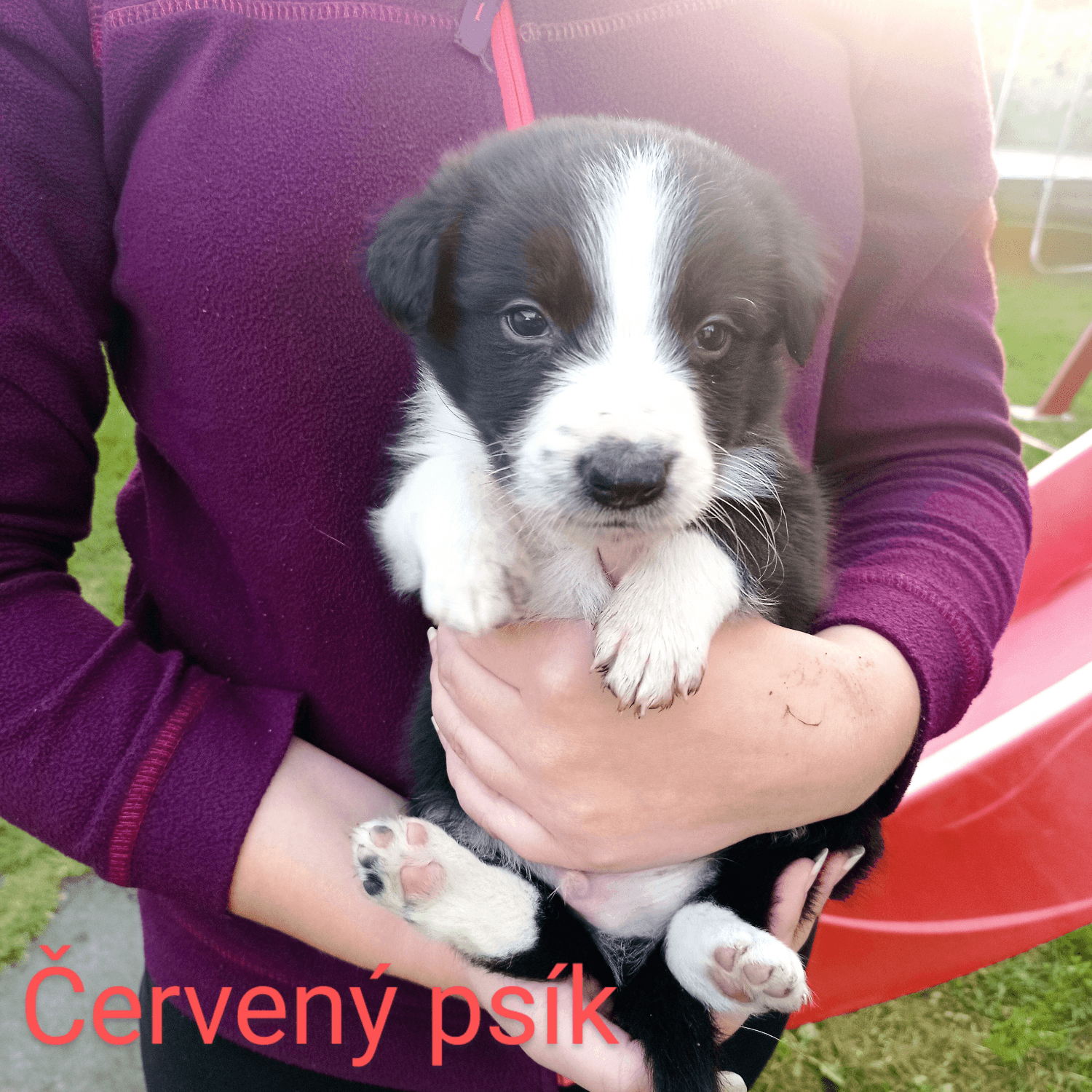 nadherne-cistokrvne-steniatka-border-kolie