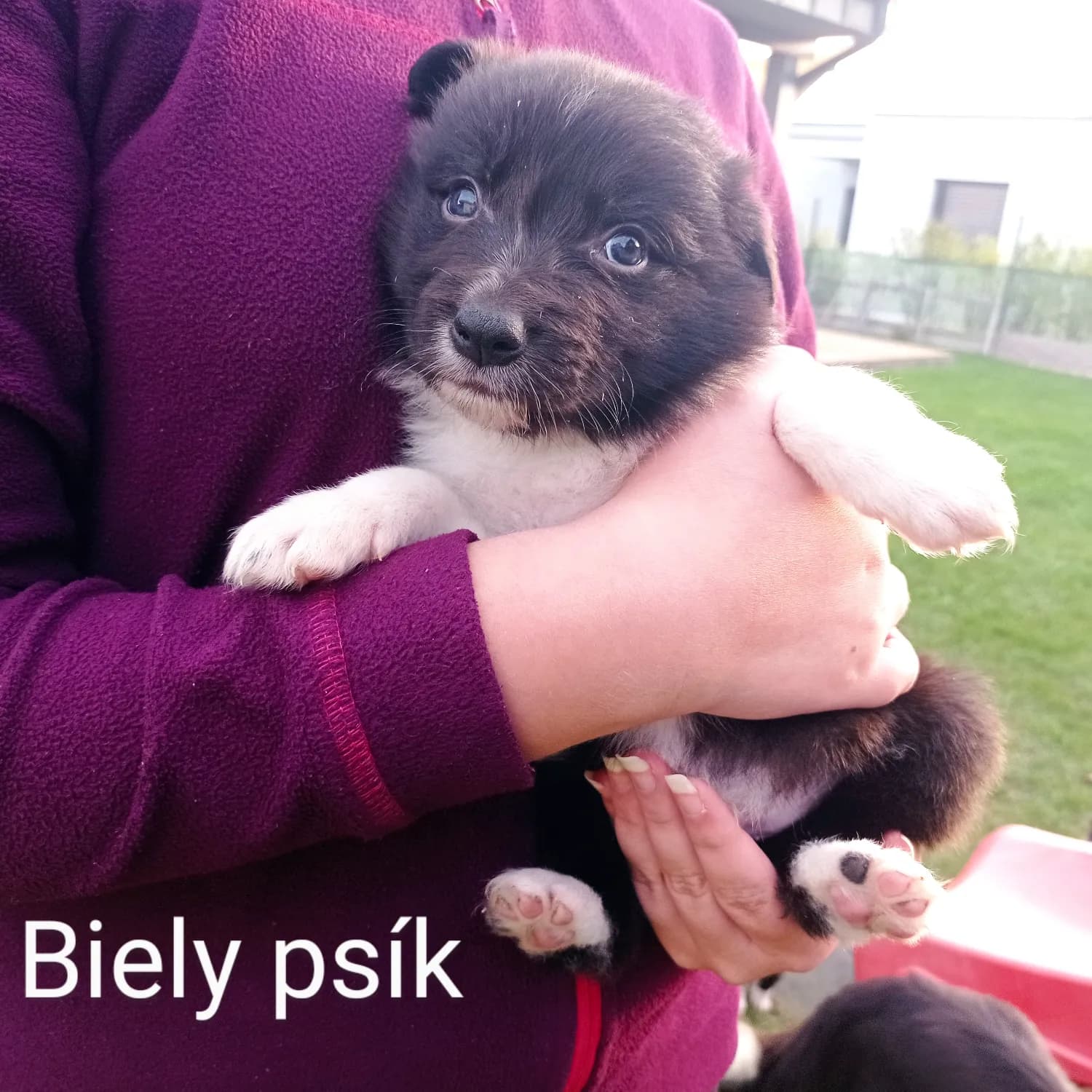 posledne-2-cistokrvne-steniatka-border-kolie