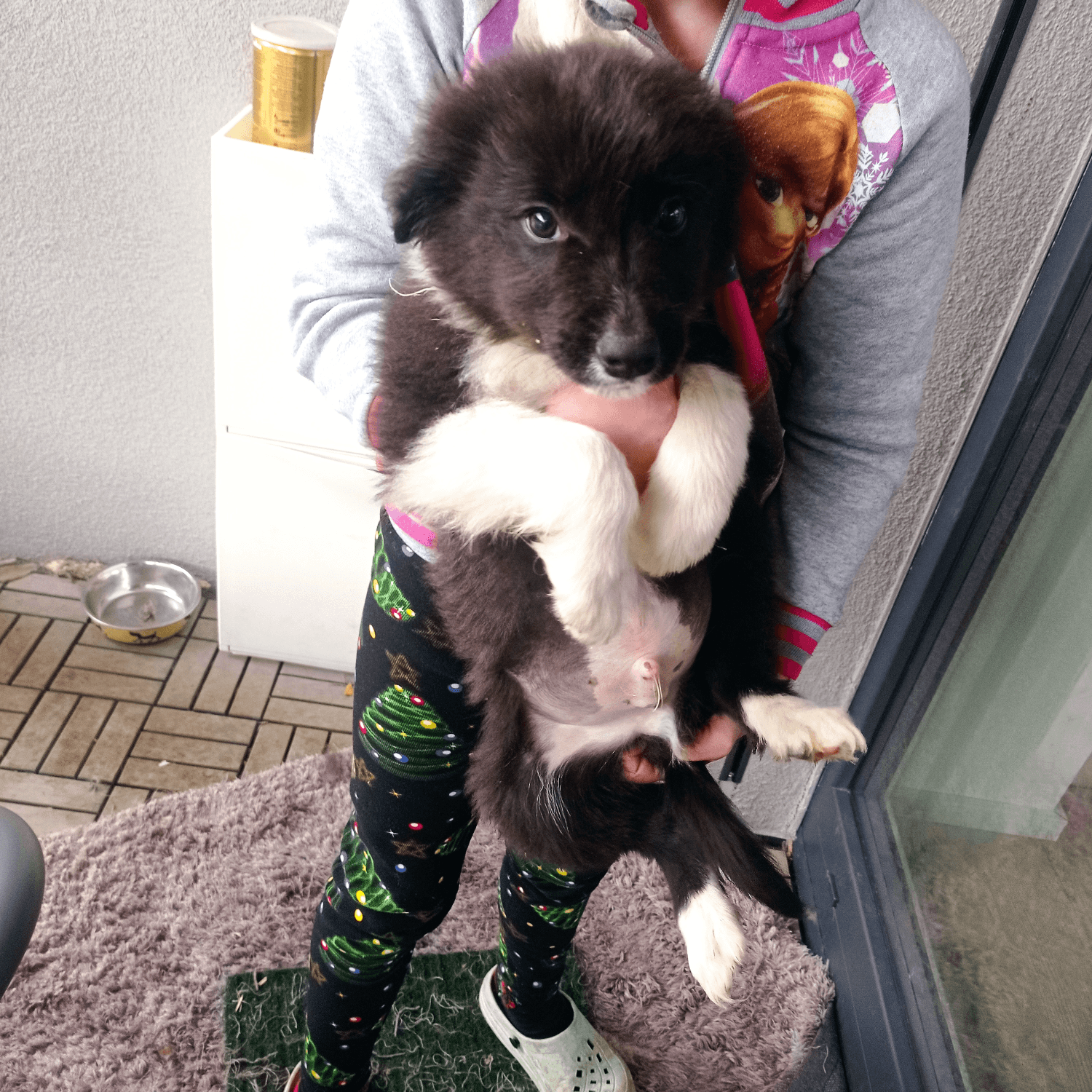 posledne-2-cistokrvne-steniatka-border-kolie