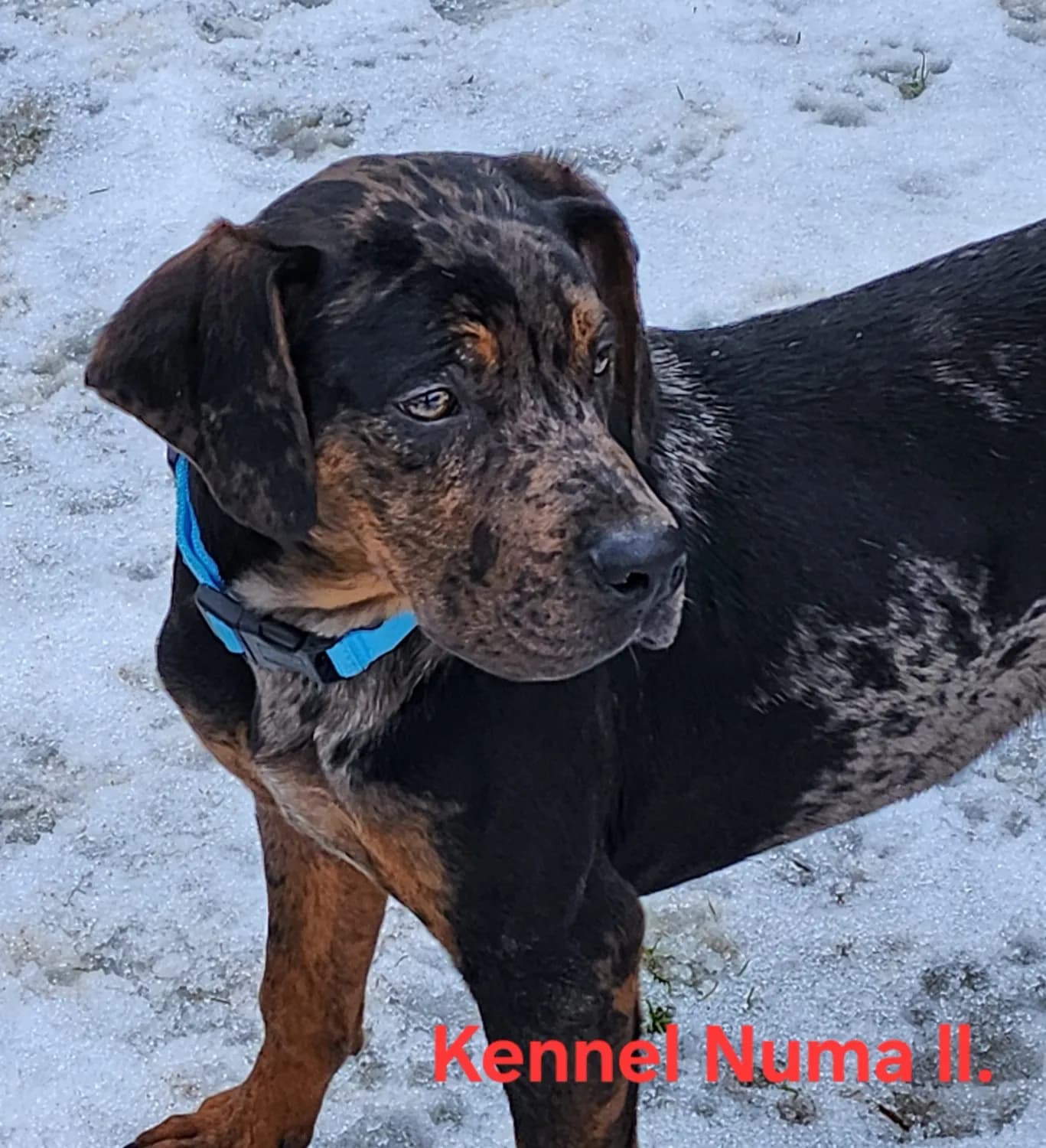 louisiana-leopard-catahoula