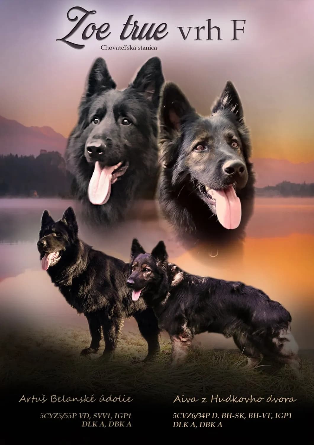 nemecky-ovciak-dlhosrsty