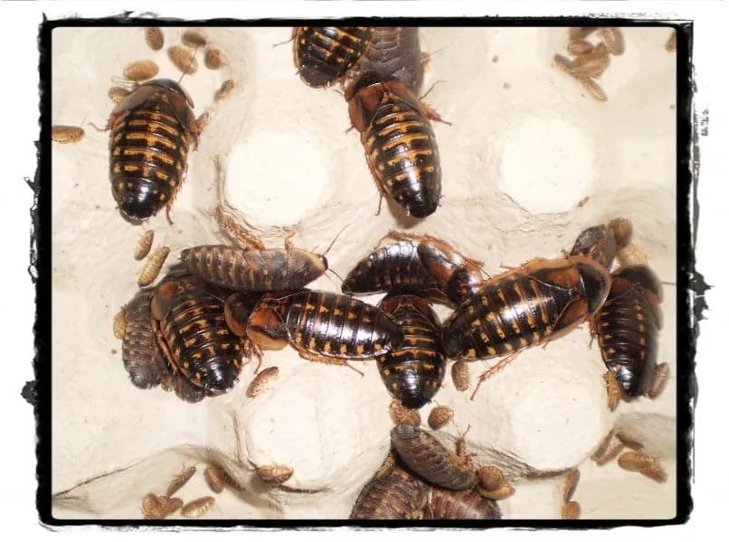 predam-dospele-svaby-argentinske-blaptica-dubia-adult-vhodne-ako-potrava-pre-plazy-obojzivelniky-bezstavovce-vtaky-a-cicavce
