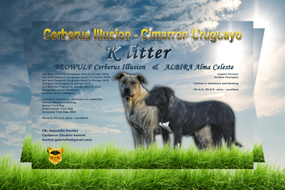 Uruguajský Cimarron s PP – rezervácia šteniatok - 1