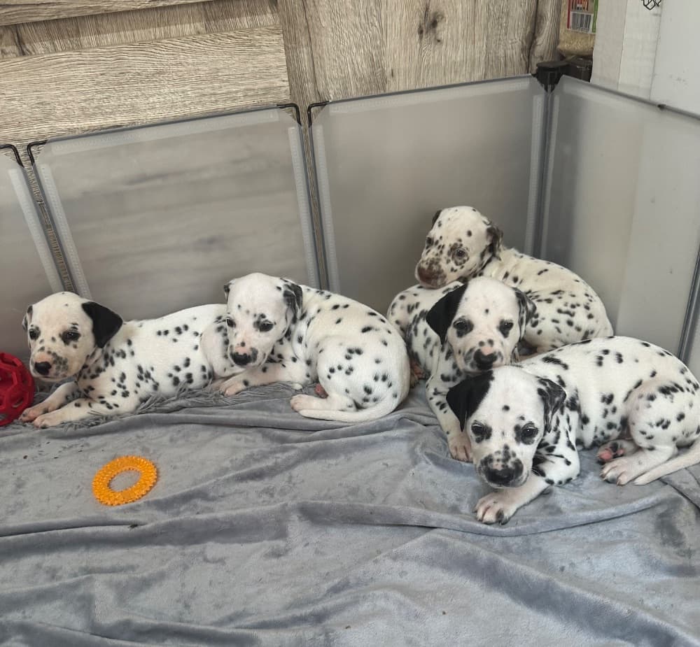 1753137111031-IMG_5981